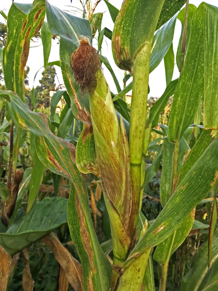 Agricultural Development